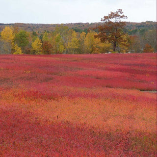 Swans Island x Yankee Magazine Autumn in New England Throw—2025 Limited Edition